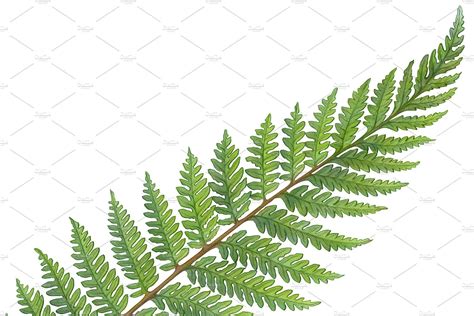 How To Draw Ferns - Drawing.rjuuc.edu.np