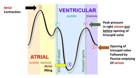 What Is Central Venous Pressure - cloudshareinfo