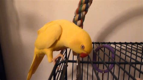 YELLOW INDIAN RINGNECK PARAKEET TALKING - YouTube