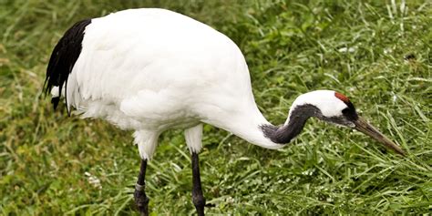 Red-crowned crane | Smithsonian's National Zoo