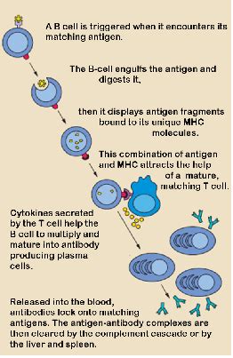 Humoral Immunity | Definition, Function & Production - Lesson | Study.com