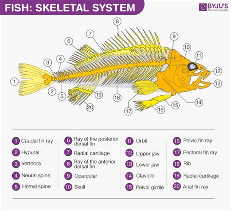 Fish Skeletal System - General Features And Its Composition