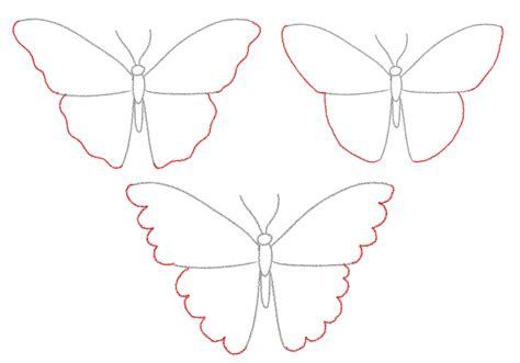 Butterfly Wing Drawing