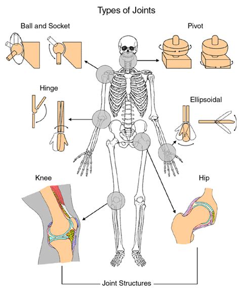 Anatomy of a Joint | Children's Wisconsin