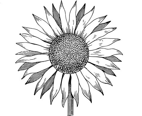 Free Clip Art Sunflower Vector Image Clip Art Department | Sunflower ...