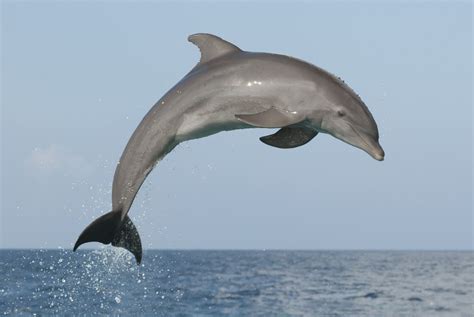 You won't believe where a dolphin's nipples are located! | Noodls