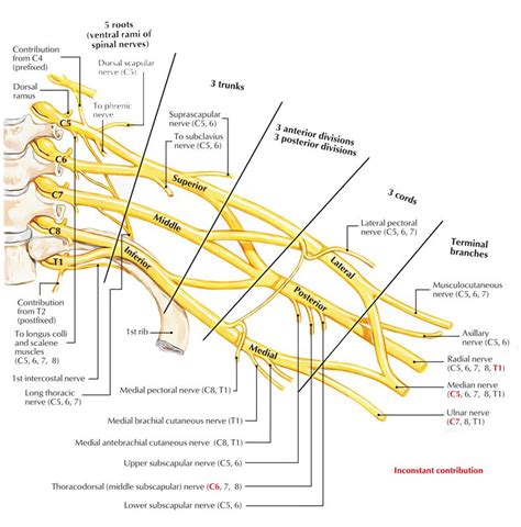 Brachial Plexus | Brachial, Plexus products, Muscle anatomy