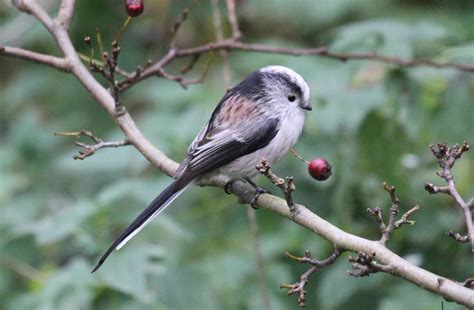 Graham's Birding Blog: North Norfolk - still lots of birds