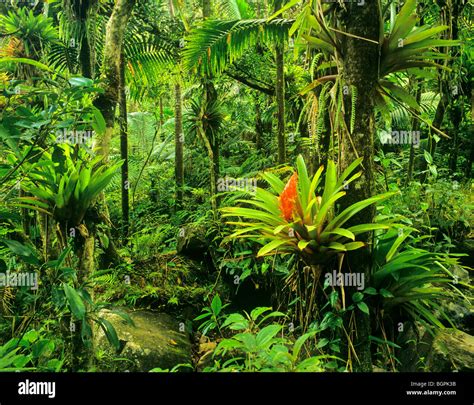 El Yunque Rainforest, bromeliads flowering in forest, Caribbean ...