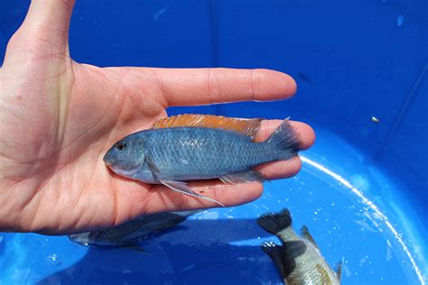 Exploring the aquarium fish of Lake Malawi - UWM REPORT