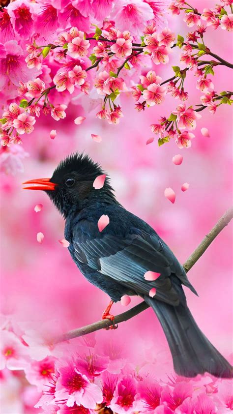 Wallpaper Love Rose Pink Birds Images - Mural Wall