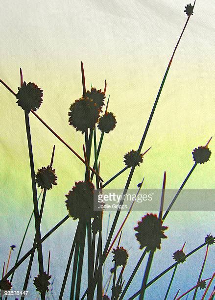 Sea Grass Silhouette Photos and Premium High Res Pictures - Getty Images