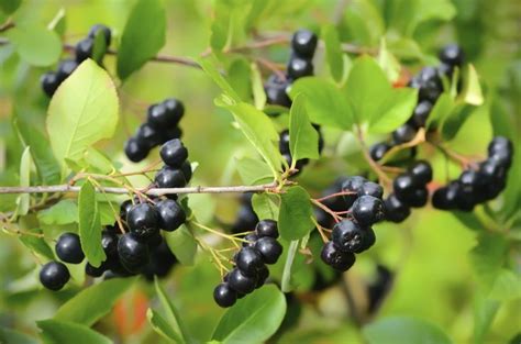 Black chokeberry. | Krukor, Plantering, Trädgårdsprojekt