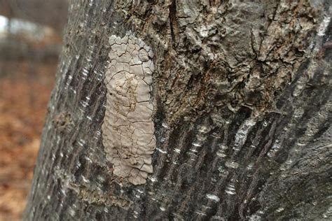 Combat Spotted Lanternfly | Arborist Now - Arborist Now