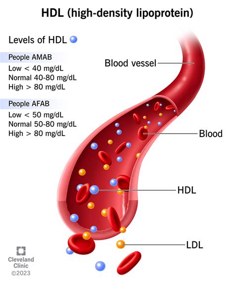 What To Know About HDL Cholesterol: The "Good" Cholesterol