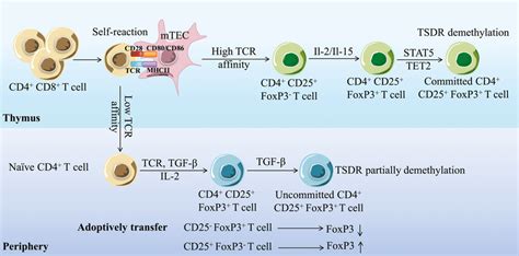 The development of regulatory T cells. Tregs develop and become mature ...