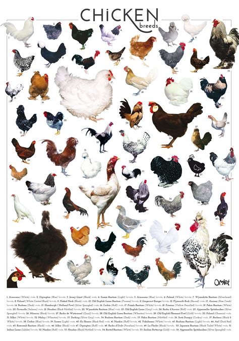 Chicken Breeds | Chicken breeds, Pet chickens, Chicken breeds chart