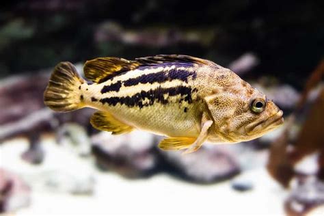 Rockfish - A-Z Animals