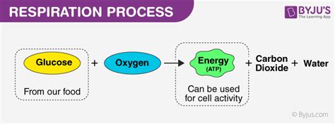 Spice of Lyfe: Balanced Chemical Equation For Respiration In Plants