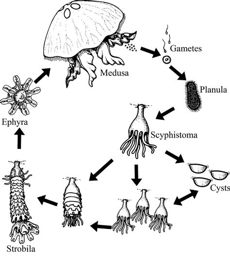 Life cycle of the moon jellyfish. Adapted from BIODIDAC | Jellyfish ...