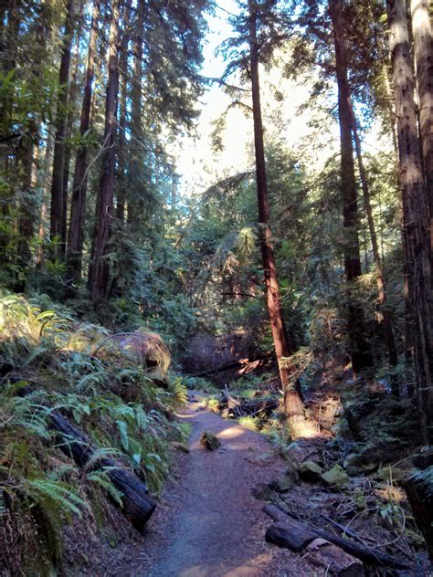 Redwood Regional Park : Oakland California | Visions of Travel