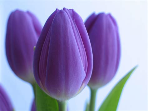 Purple Tulips Wallpapers - Wallpaper Cave