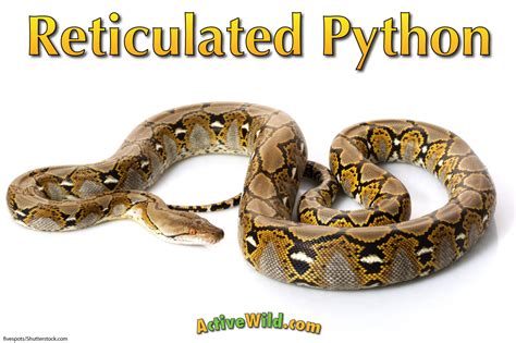 Reticulated Python Facts & Pictures: The Longest Snake In The World