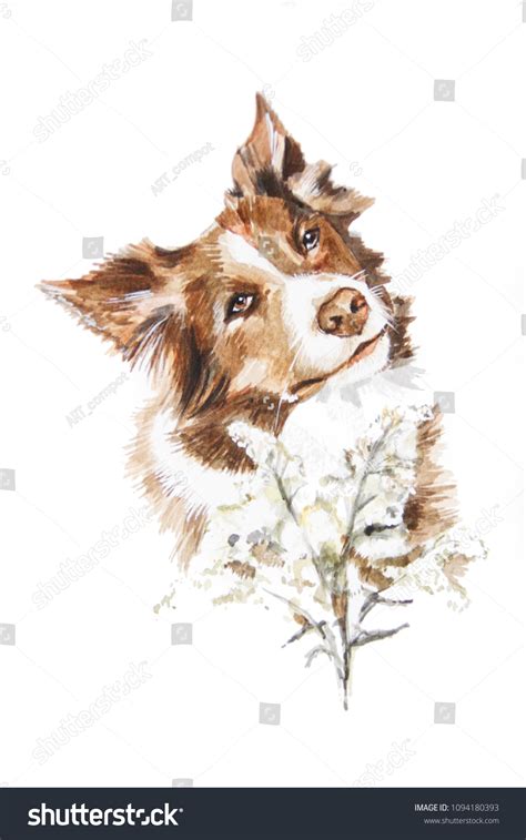 Watercolor Portrait Border Collie Stock Illustration 1094180393 ...