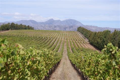 The wines of Waterkloof, Stellenbosch, South Africa