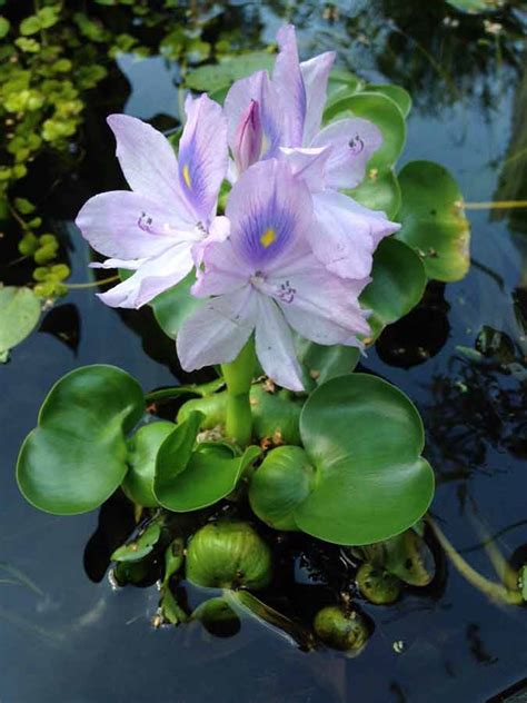 Clear Water Pond Plants - Hydrosphere Water Gardens