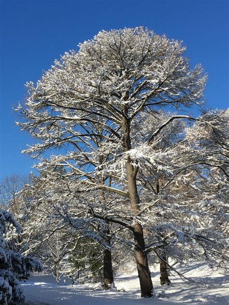 Golden Larch - Arnold Arboretum | Arnold Arboretum