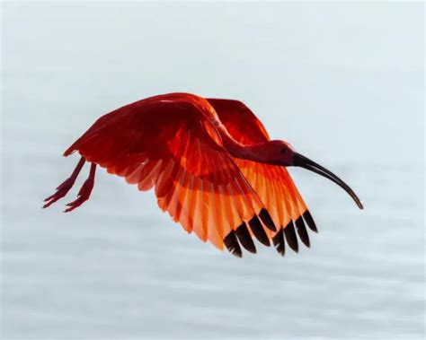 Scarlet Ibis - Facts, Diet, Habitat & Pictures on Animalia.bio