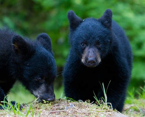 Jeremy Bears: Black Bear Cubs