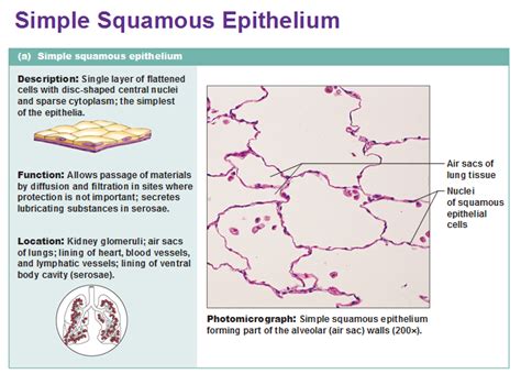 simple squamous epithelium