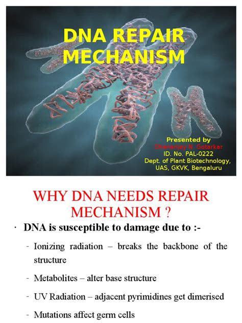 Dna Repair Mechanism: ID. No. PAL-0222 Dept. of Plant Biotechnology ...