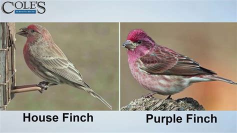 Female House Finch Bird