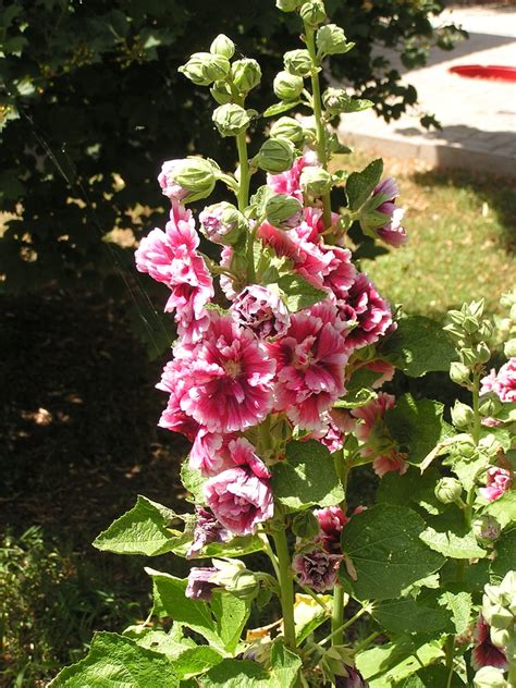 Alcea rosea (Hollyhock, Hollyhocks) | North Carolina Extension Gardener ...