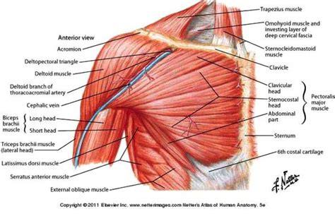 Imagini pentru chest muscles | Shoulder muscle anatomy, Human muscle ...