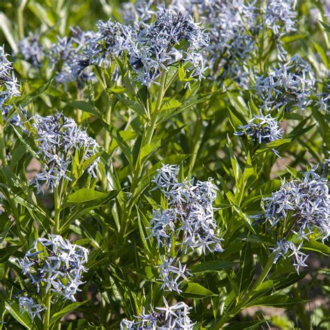 Blue Star (Amsonia): Plant Care and Growing Guide