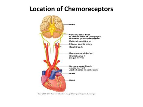 PPT - Respiratory System PowerPoint Presentation, free download - ID ...