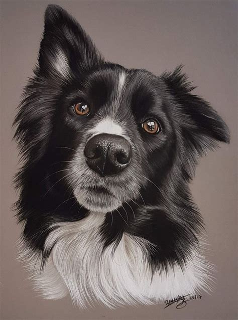 Pencil Drawing Border Collie - Border Collie Dog. Pencil by FrozenPinky ...