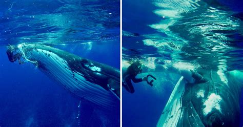 Incredible video of moment whale saves human from shark | Metro News