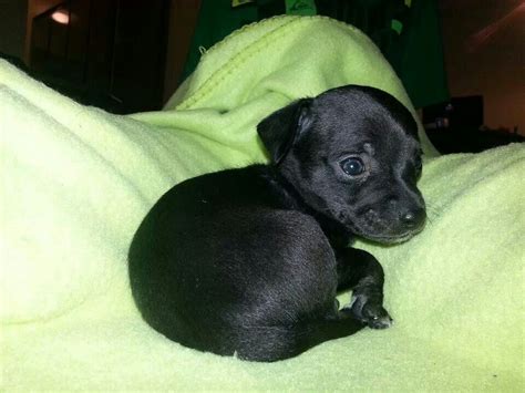 Chiweenie puppy 5 weeks old- Villain! Chiweenie Puppies, Datsun ...