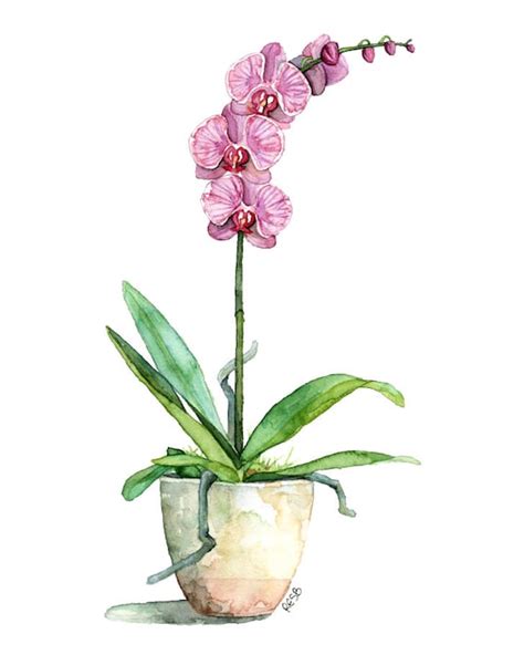 Watercolor Orchid Painting Print titled Fuchsia | Etsy