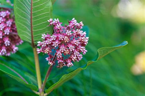 Growing Milkweed in Ontario - Royal Botanical Gardens