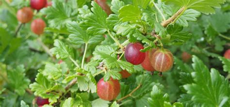 Growing Gooseberries from Planting to Harvest