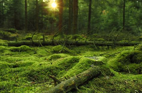 Mossy Forest Wallpapers - Wallpaper Cave