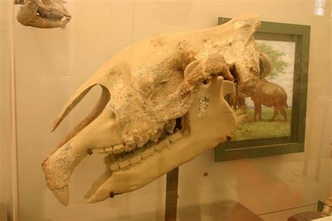 Indricotherium transouralicum | Prehistoric animals, Skull images, Fossils