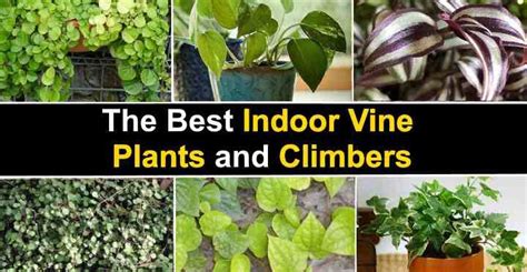 The Best Indoor Vine Plants and Climbers (With Pictures) | Indoor vines ...