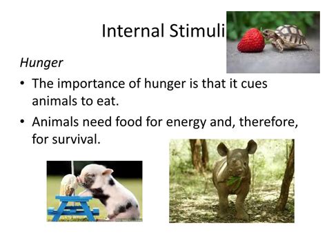 PPT - Internal Stimuli & Learned & Inherited Behaviors PowerPoint ...